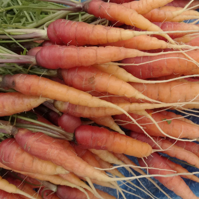 Möhre Chantenay Violett (Longue rouge sang) Möhre Chantenay Violett (Longue rouge sang)