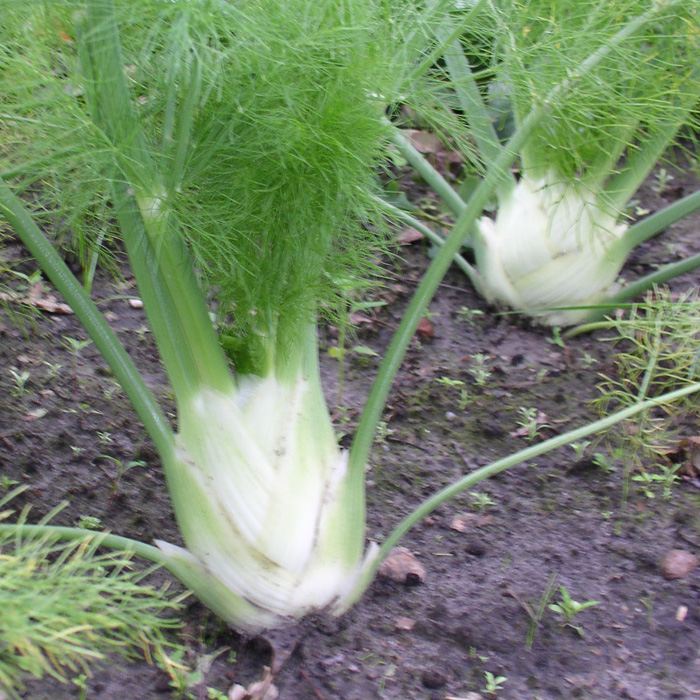 Knollenfenchel Doux de Florence