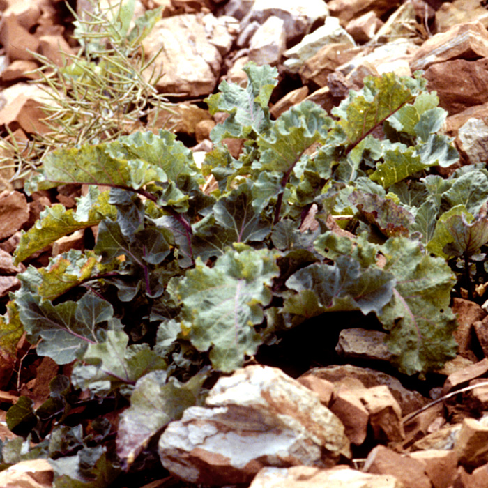 Helgoländer Wildkohl