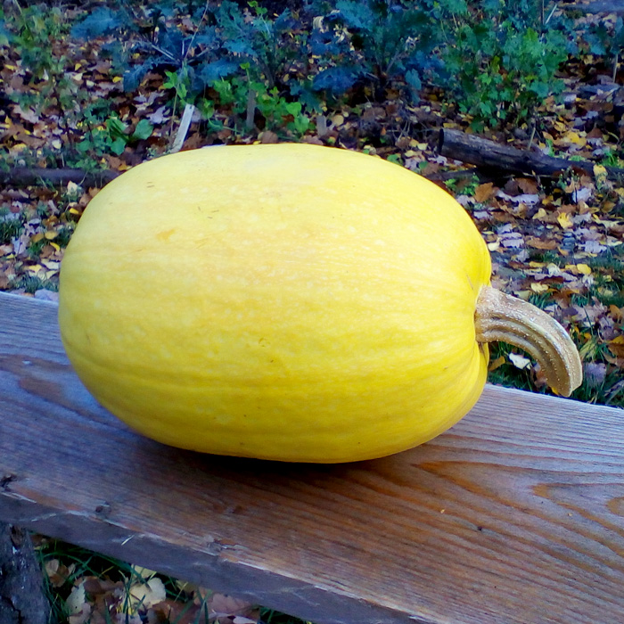 Gartenkürbis Petropavlovsk Gartenkürbis Petropavlovsk