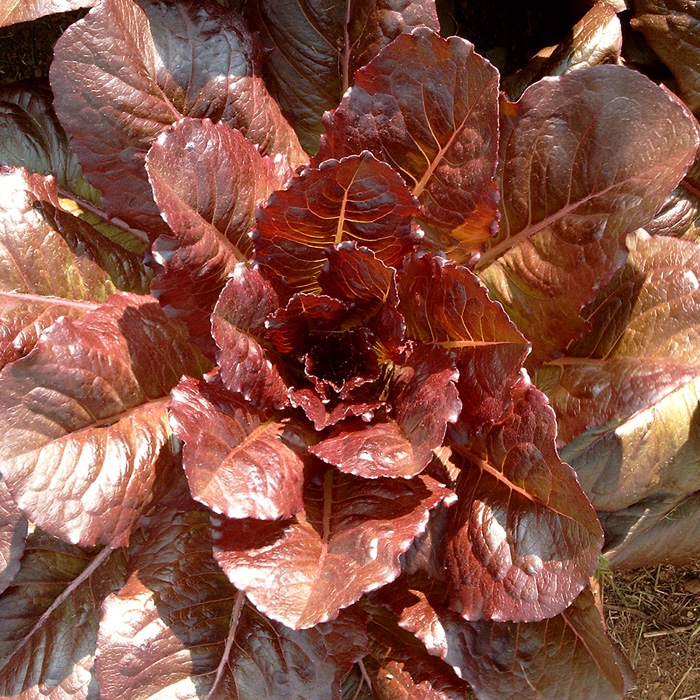 Römersalat Brune d'hiver