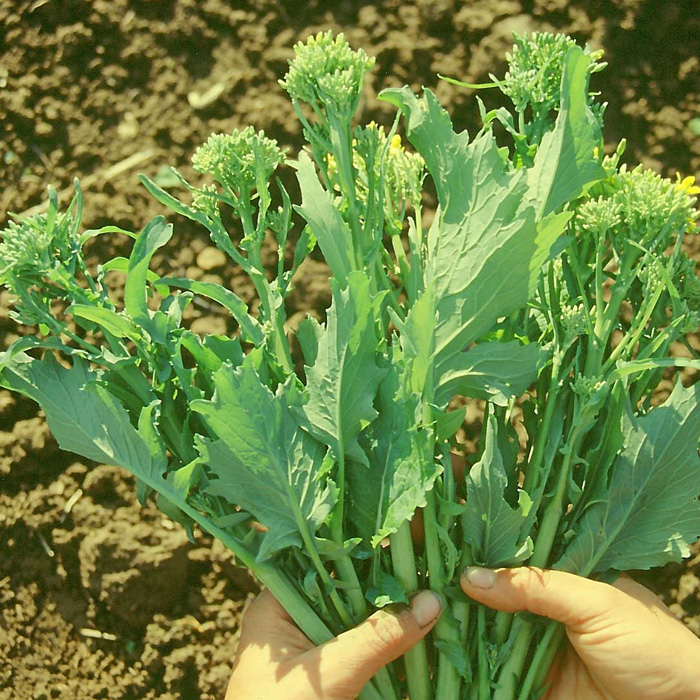 Knospenkohl Cime di rapa