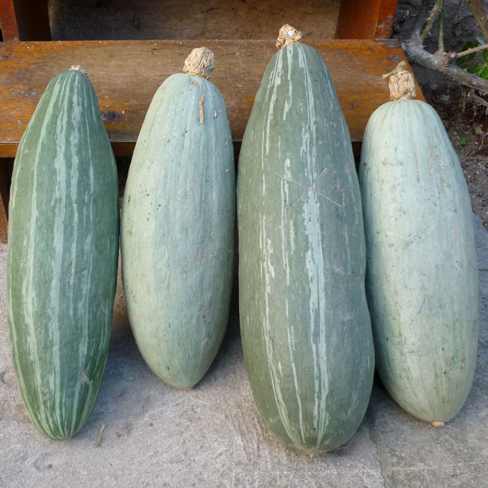 Kürbis Blaue Banane Kürbis Blaue Banane