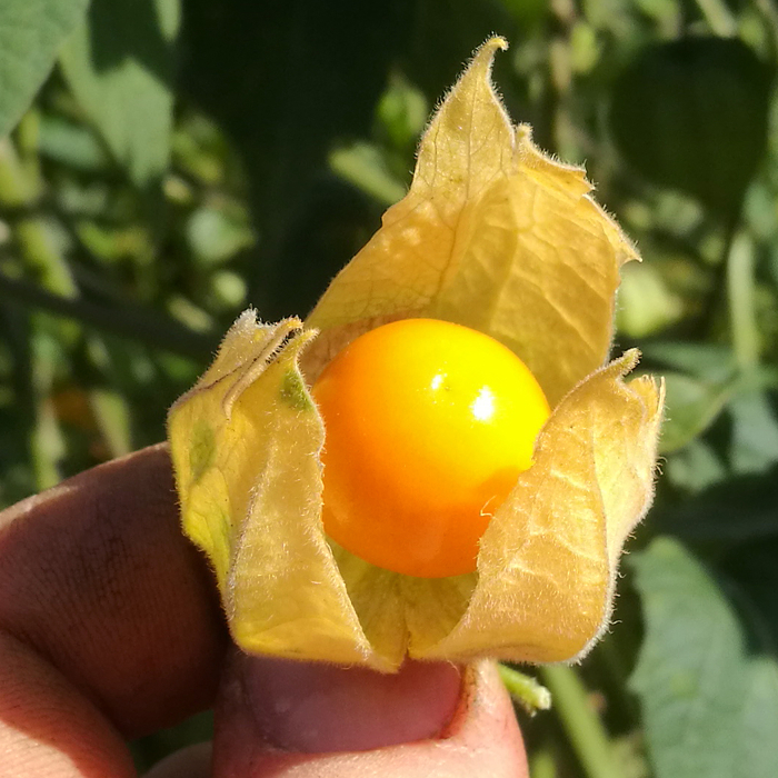 Andenbeere Don Ramon Andenbeere Don Ramon