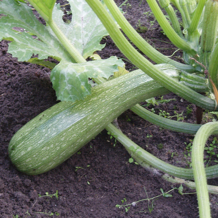 Zucchini Alberello di Sarzana