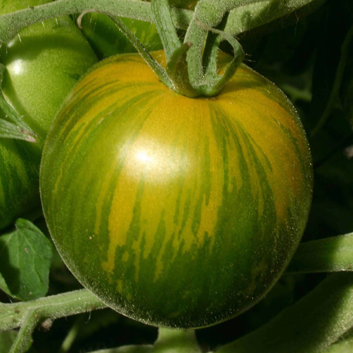 Salattomate Green Zebra