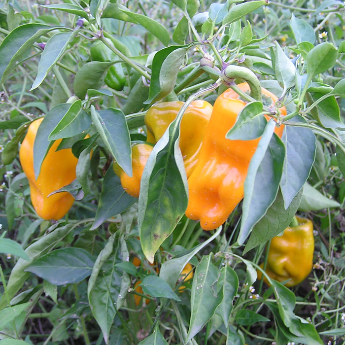 Paprika Petit Marseillais Paprika Petit Marseillais