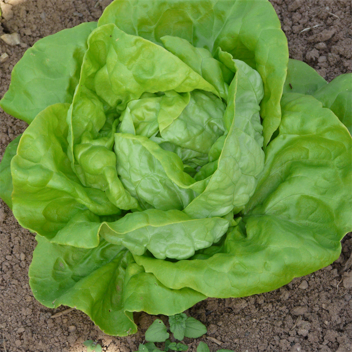 Kopfsalat Larissa Kopfsalat Larissa
