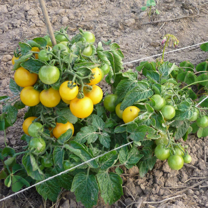 Buschtomate Paulinchen Buschtomate Paulinchen
