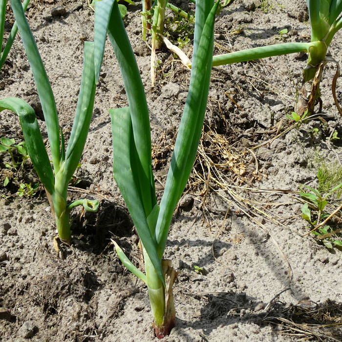 Lauchzwiebel Lange Rote