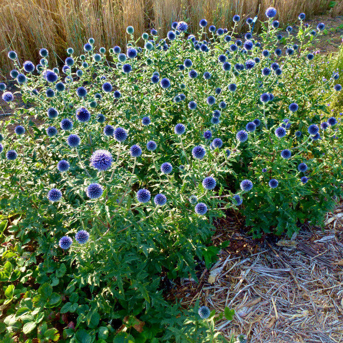 Blaue Kugeldistel