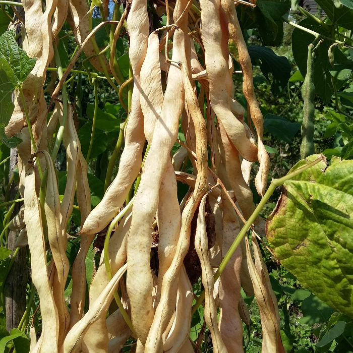 KLEINPACKUNG Stangenbohne Perle von Marbach