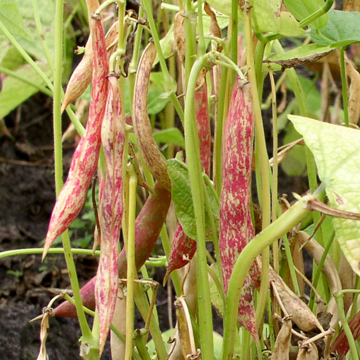 Trockenbohne Bunte Hartschielen