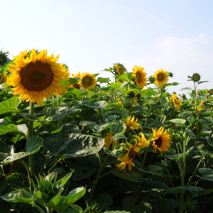 Sonnenblume (10 m²)