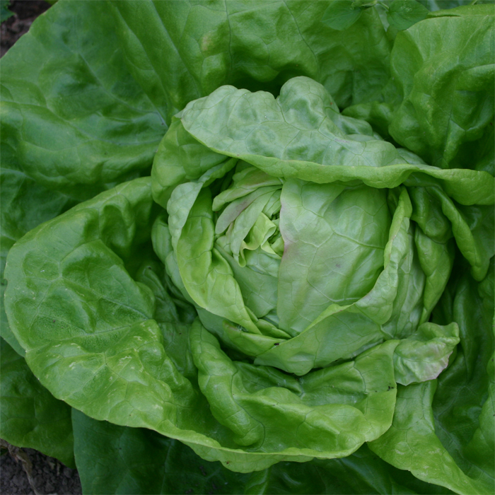 Kopfsalat Maikönig (Meikoningin)