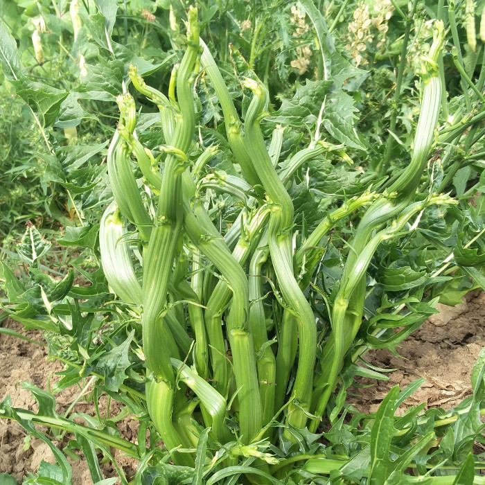 Catalogna puntarelle di Galatina