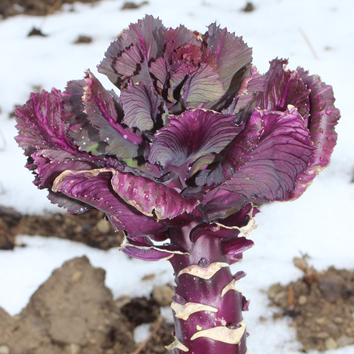 Roter Spitzkohl Kalibos