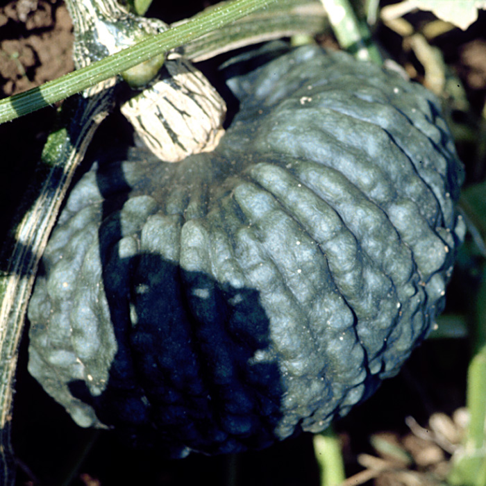 Kürbis Marina di Chioggia Kürbis Marina di Chioggia
