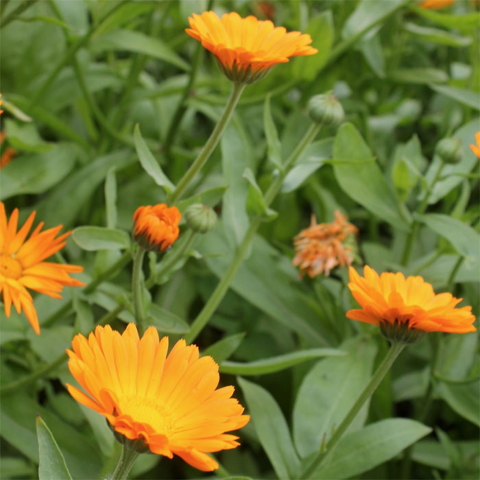 Ringelblume, Russische ungefüllte