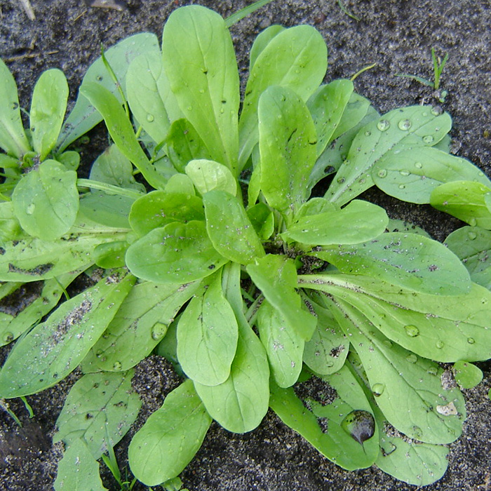 Feldsalat Holländischer Breitblättriger