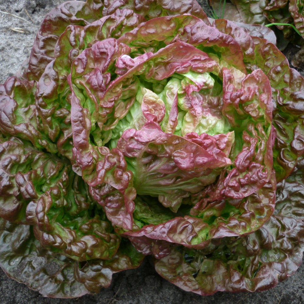 Kopfsalat Merveille des quatre saisons Kopfsalat Merveille des quatre saisons