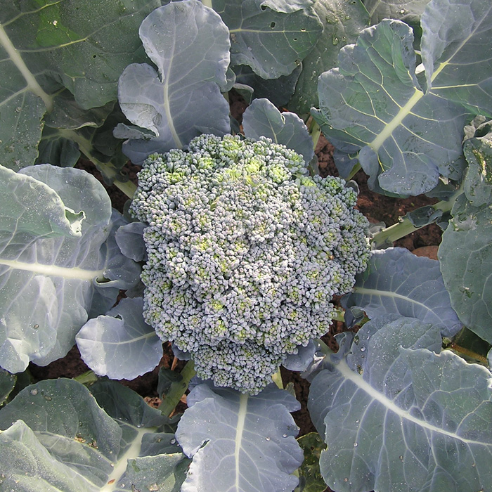 Brokkoli Ramoso calabrese Brokkoli Ramoso calabrese