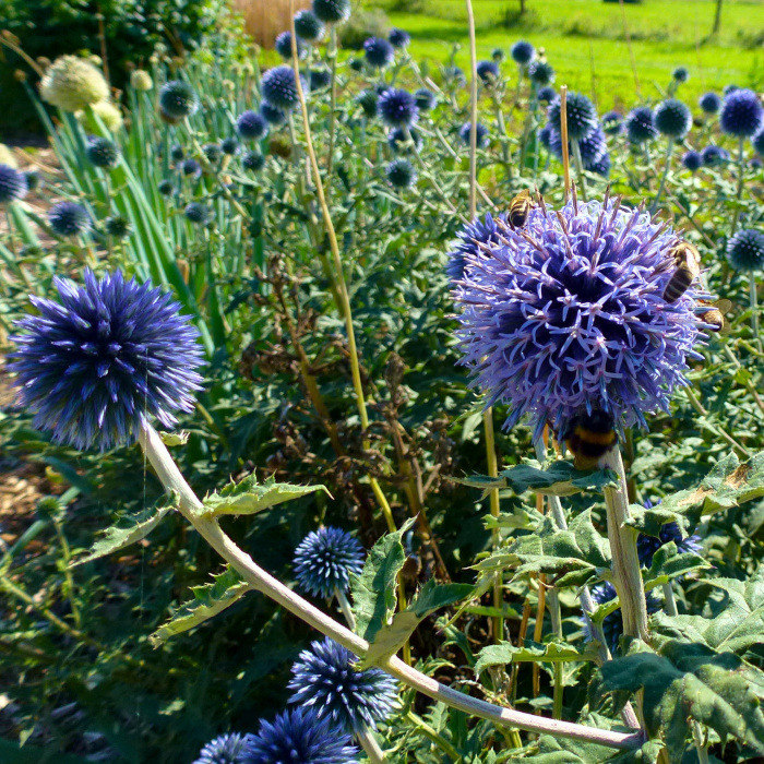 Blaue Kugeldistel