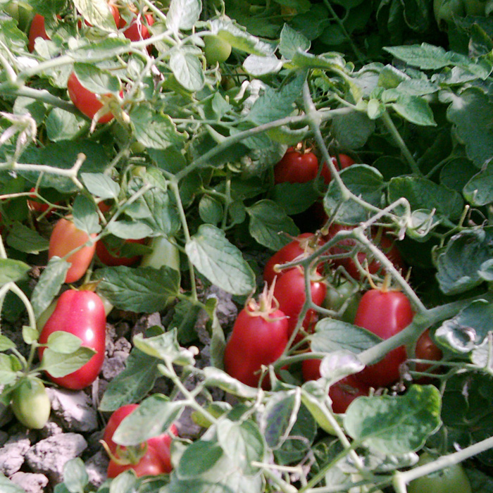 Buschtomate Roma VF Buschtomate Roma VF