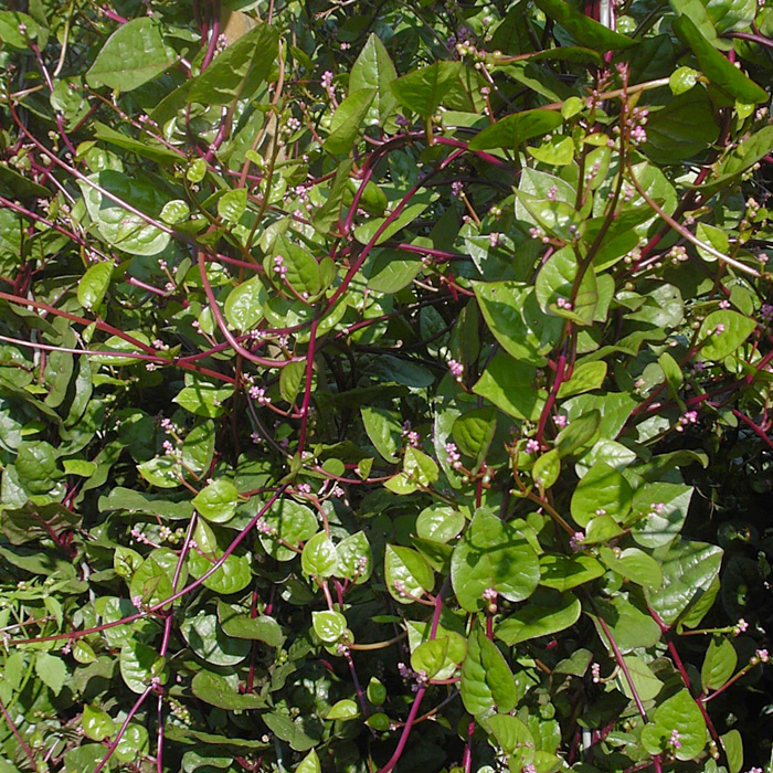 Malabarspinat Rubra Malabarspinat Rubra