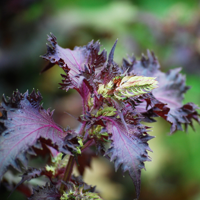 Perilla, Roter Shiso