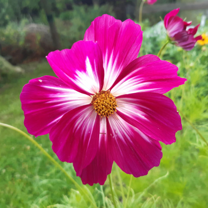 Cosmea Picotee