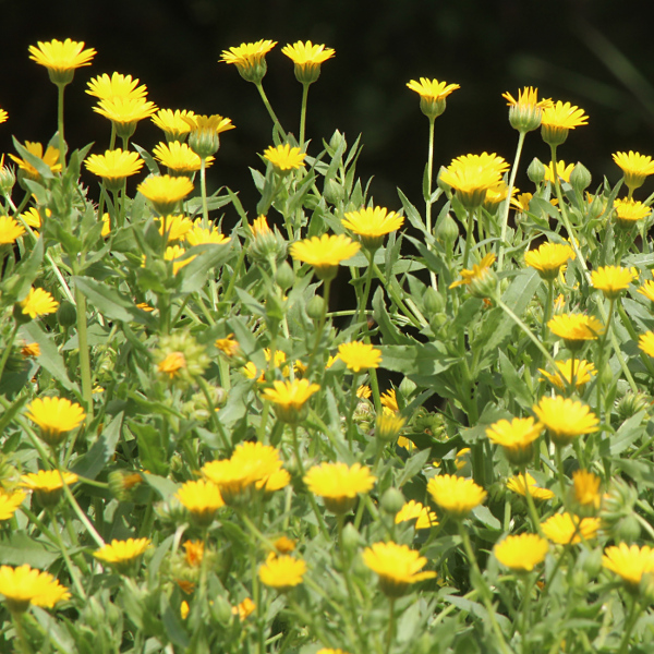 Ackerringelblume