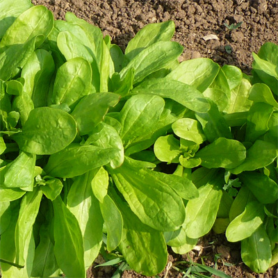 Wollfrüchtiger Feldsalat Lisbeths Rapünzelchen