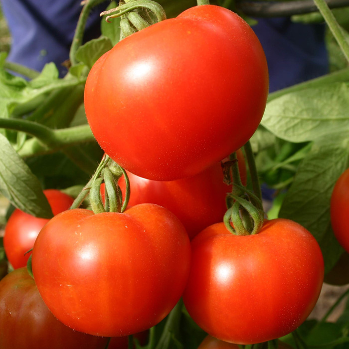 Salattomate Extra Öhrli Salattomate Extra Öhrli