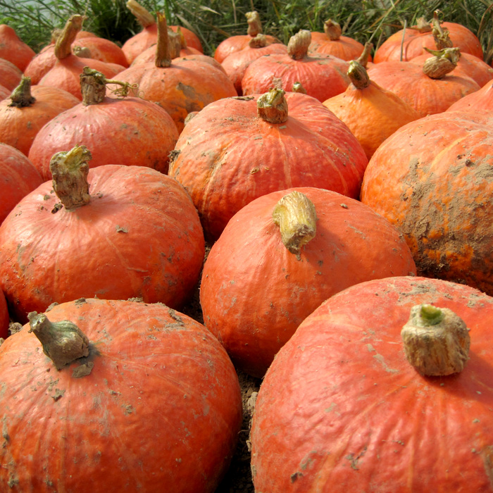 Kürbis Hokkaido Orange