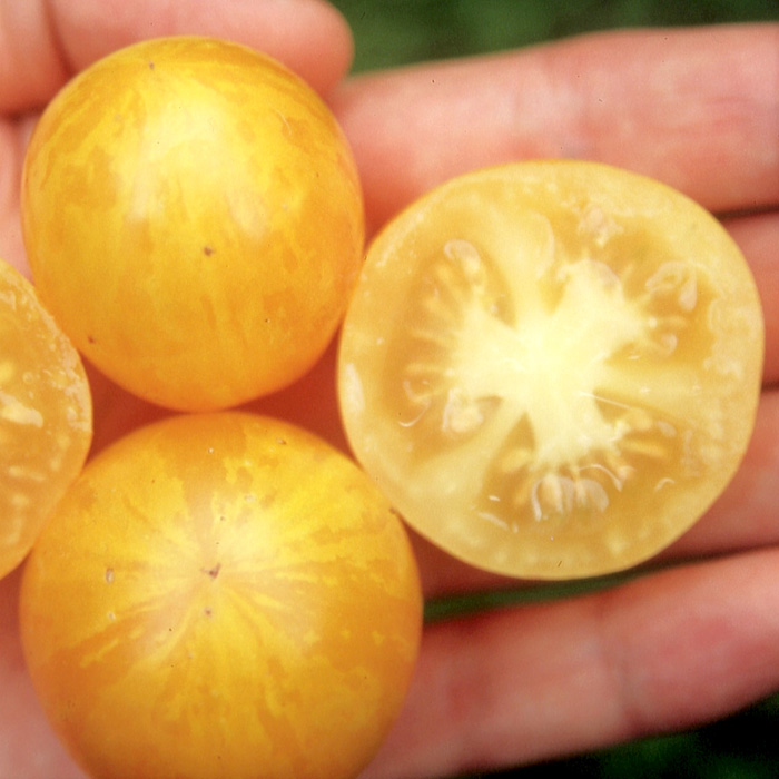 Buschtomate Tigerette Cherry Buschtomate Tigerette Cherry