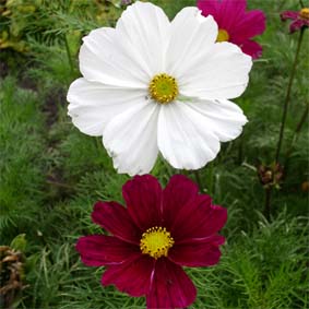 Cosmea Mischung