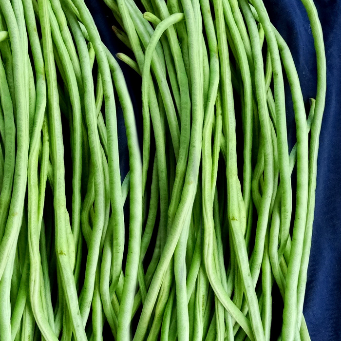 Spaghettibohne Spaghettibohne