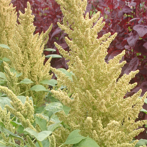 Popp-Amaranth Alegria