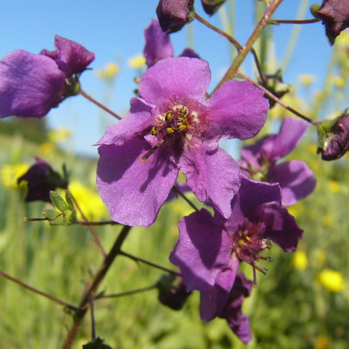 Purpurkönigskerze, Violette Königskerze