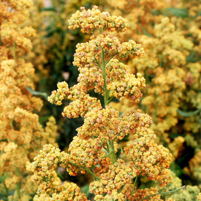 Quinoa Dave 407 Quinoa Dave 407