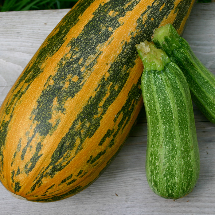Öl-Zucchini Arenborner Walze Öl-Zucchini Arenborner Walze