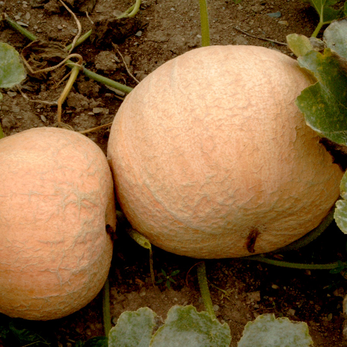 Kürbis Yellow Pumpkin (Gelber Zentner)