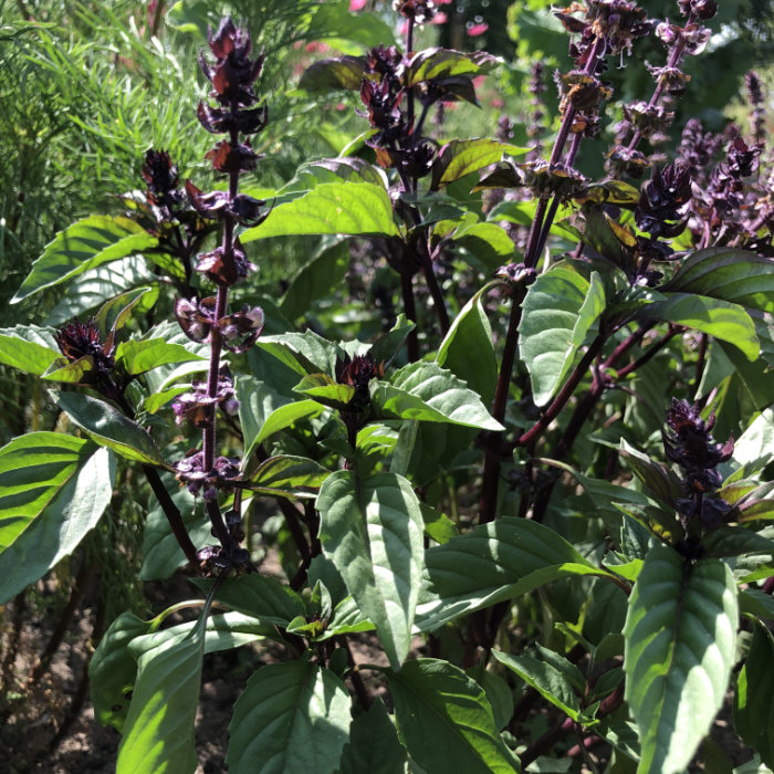 Zimtbasilikum - Dreschflegel Bio-Saatgut Zimtbasilikum - Dreschflegel Bio-Saatgut