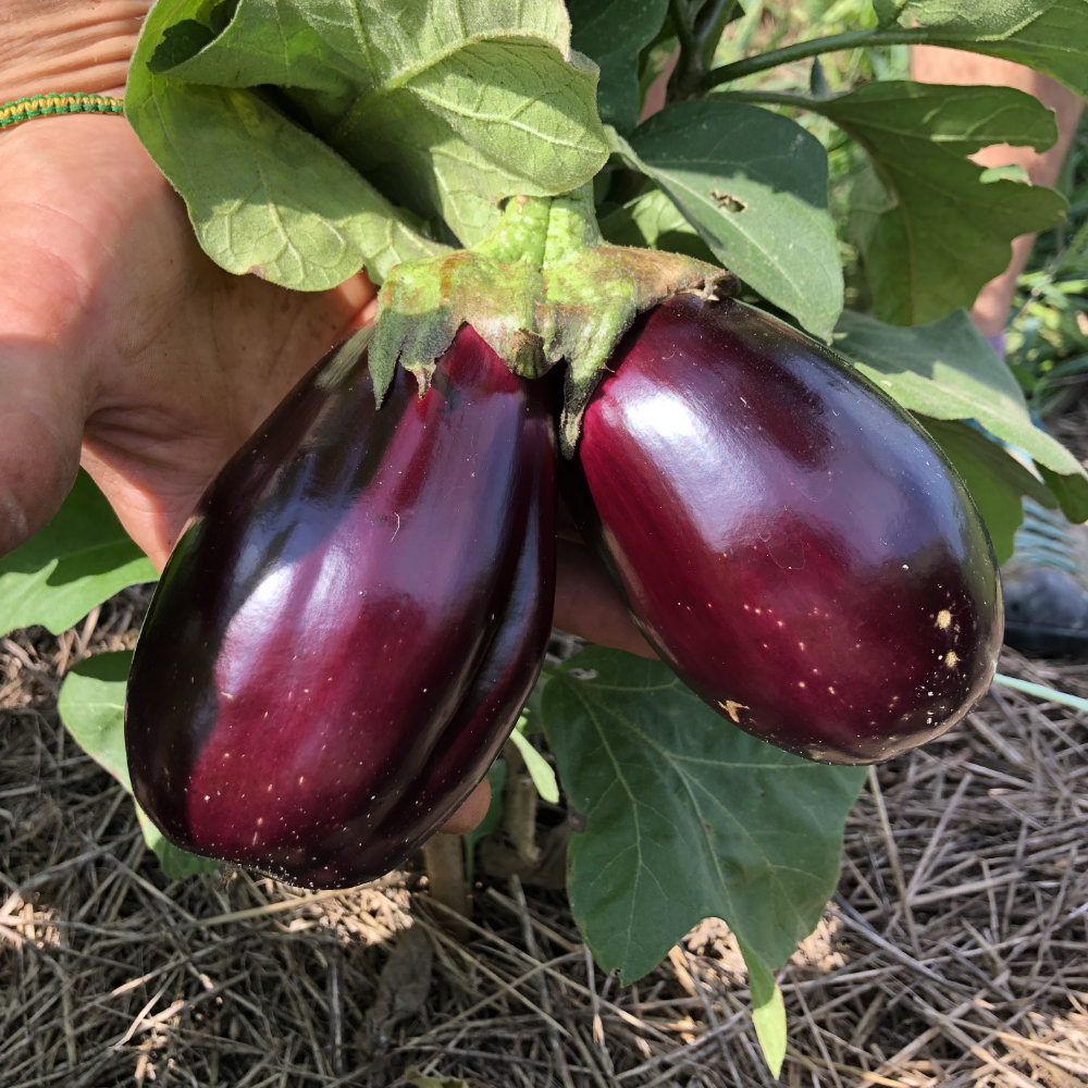 Aubergine Pana Corbului 36