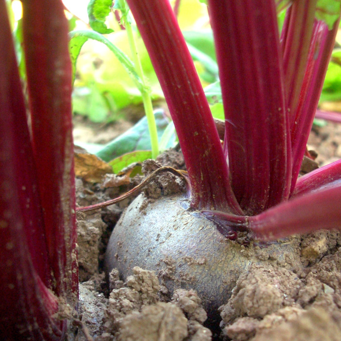 Rote Bete Rote Kugel 2