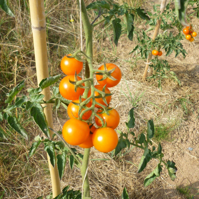 Cocktailtomate Mandarin