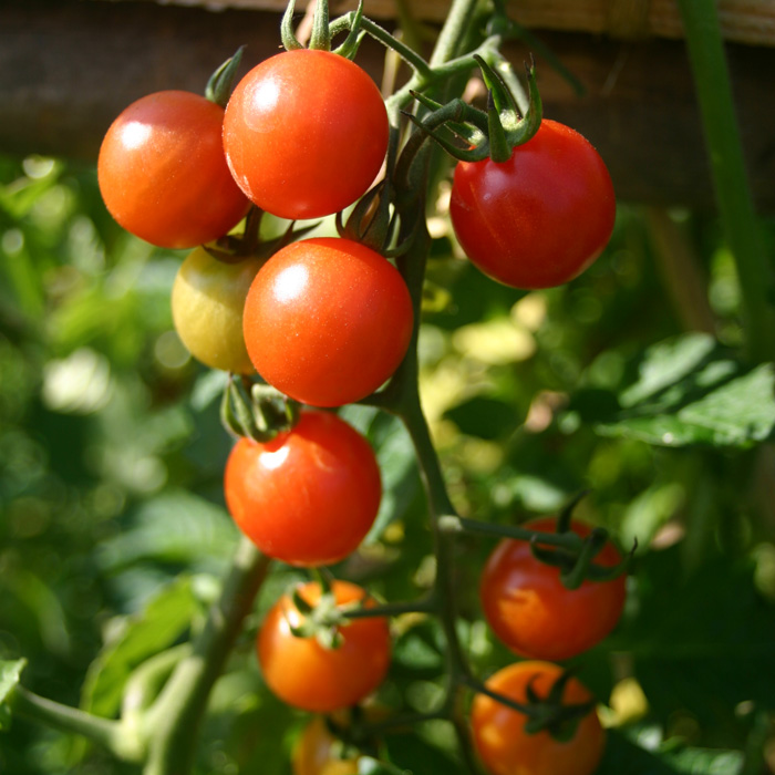 Wildtomate Rote Murmel Wildtomate Rote Murmel