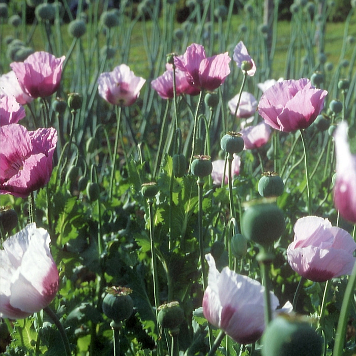 Ziermohn Simply Pink