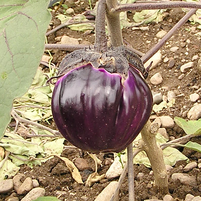 Aubergine Violetta di Firenze